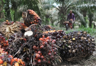 Harga sawit di Riau anjlok (foto/ilustrasi)